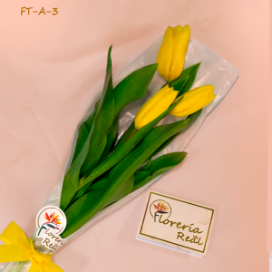 CAJA DE TULIPANES